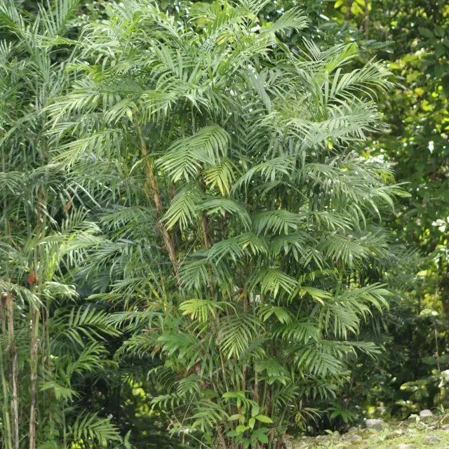 thumbnail for publication: Chamaedorea seifrizii: Bamboo Palm